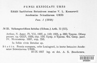 Melampsoridium betulinum image